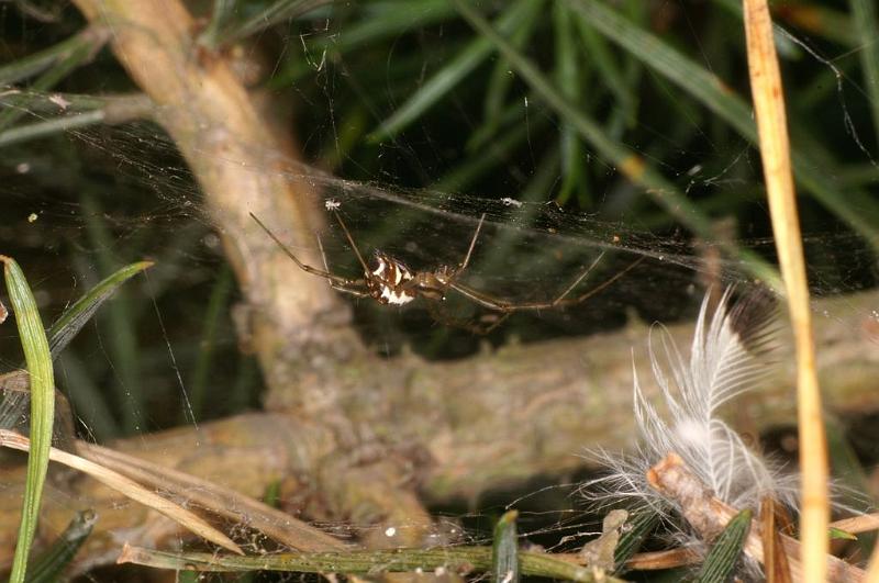 Linyphia_triangularis_D7489_Z_88_NP De Hoge Veluwe_Nederland.jpg